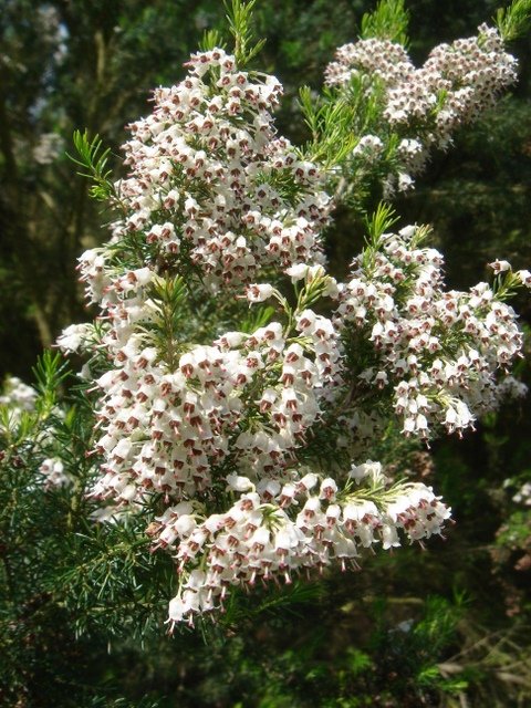 Calluna vulgaris